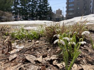 緑のセンター前のスノードロップ