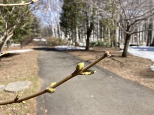 ライラックのつぼみ