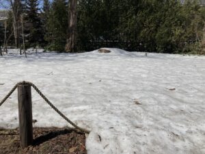 カタクリエリア　まだ雪