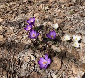 芝生広場のクロッカス