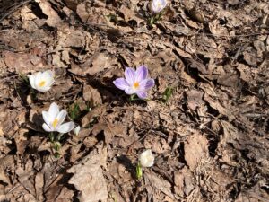 白と紫のクロッカス