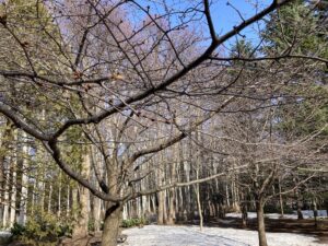 センター裏のサクラ