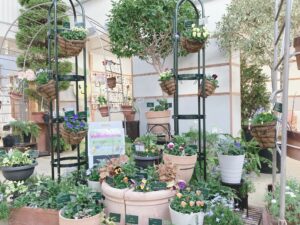 春のパンジー・ヴィオラ展　寄せ植え展示のようす