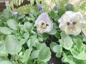 パンジー　フィノ　バニラスカイ