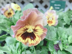 パンジー　キャンティ　ミックス