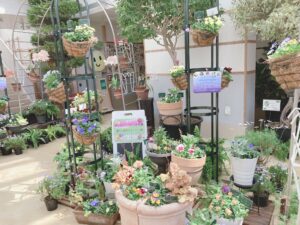 春のパンジー・ヴィオラ展　寄せ植え展示コーナー