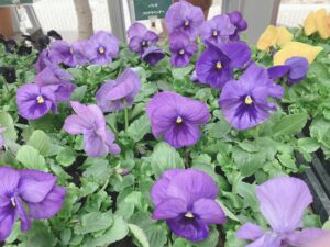 パンジー　パシオ　クリアラベンダー