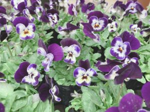 ビオラ　ペニー　ミッキー