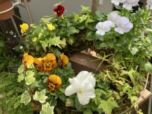 リース型寄せ植え