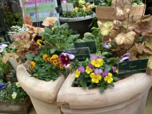 パンジービオラの寄せ植え