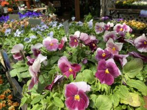 パンジー　カーニバルスペシャル　ビーコンローズ