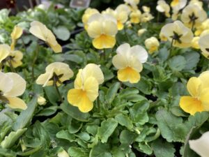 ビオラ　ソルベ　レモンシフォン