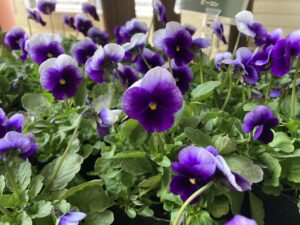 ビオラ　ビビ　ビーコン