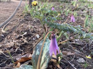 カタクリ　咲き始めました