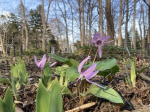 カタクリ花開く