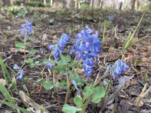 エゾエンゴサク