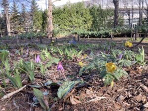 フクジュソウとカタクリ