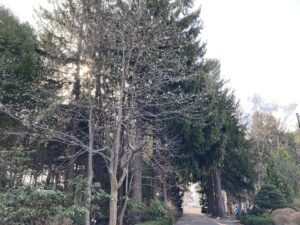 きたこぶしのようす