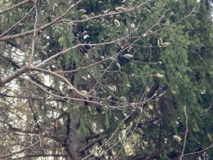 キタコブシのつぼみ