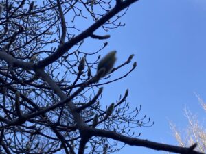 ハクモクレンのつぼみ