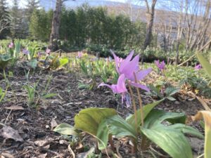 カタクリの様子