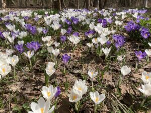 クロッカス見頃