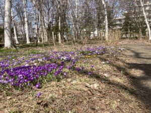 シラカバとクロッカス