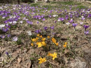黄色いクロッカス
