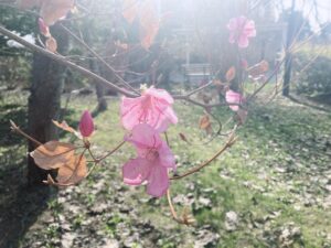 「春のパンジー・ヴィオラ展」開催中