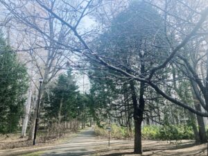 サクラのつぼみのようす