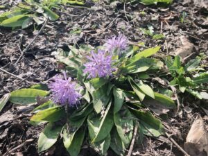 ショウジョウバカマ