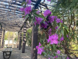 エゾムラサキツツジ