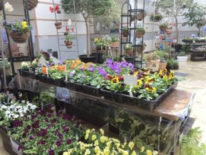 パンジー・ヴィオラの販売品