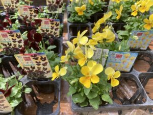 黄色の神戸ビオラ