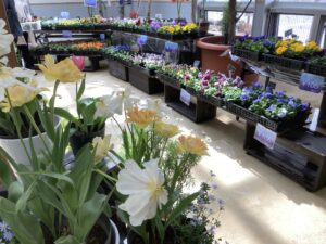 春のパンジー・ヴィオラ展のようす