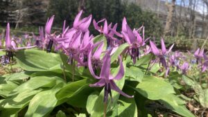 野草園のカタクリ
