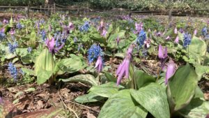 カタクリとエゾエンゴサク