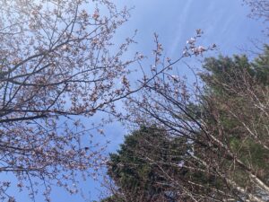 枝の上の方で咲くサクラ