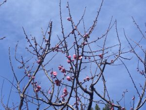 咲き始めたウメ