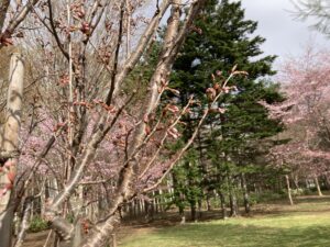 ケイオウザクラ