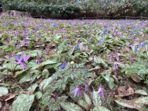 カタクリとエゾエンゴサク