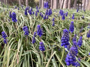 ムスカリの小径のムスカリ