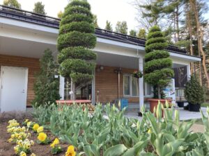 レイズド花壇のチューリップとパンジー