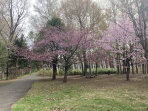 豊平公園のサクラのようす　4月27日