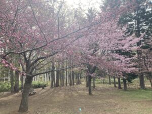 豊平公園のサクラのようす　4月24日