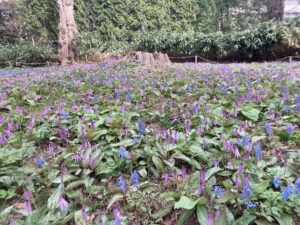 野草園のカタクリとエゾエンゴサク