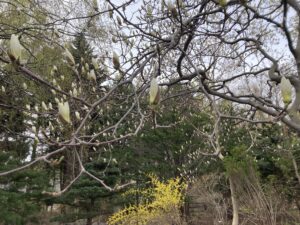 ハクモクレンのつぼみ