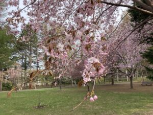 センター周り芝生のサクラ