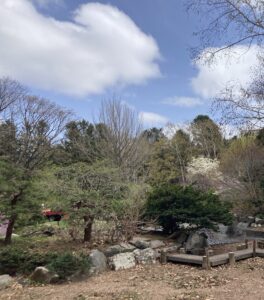 ショウブ園側から見たハクモクレン