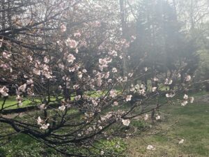 池横シバフのサクラ